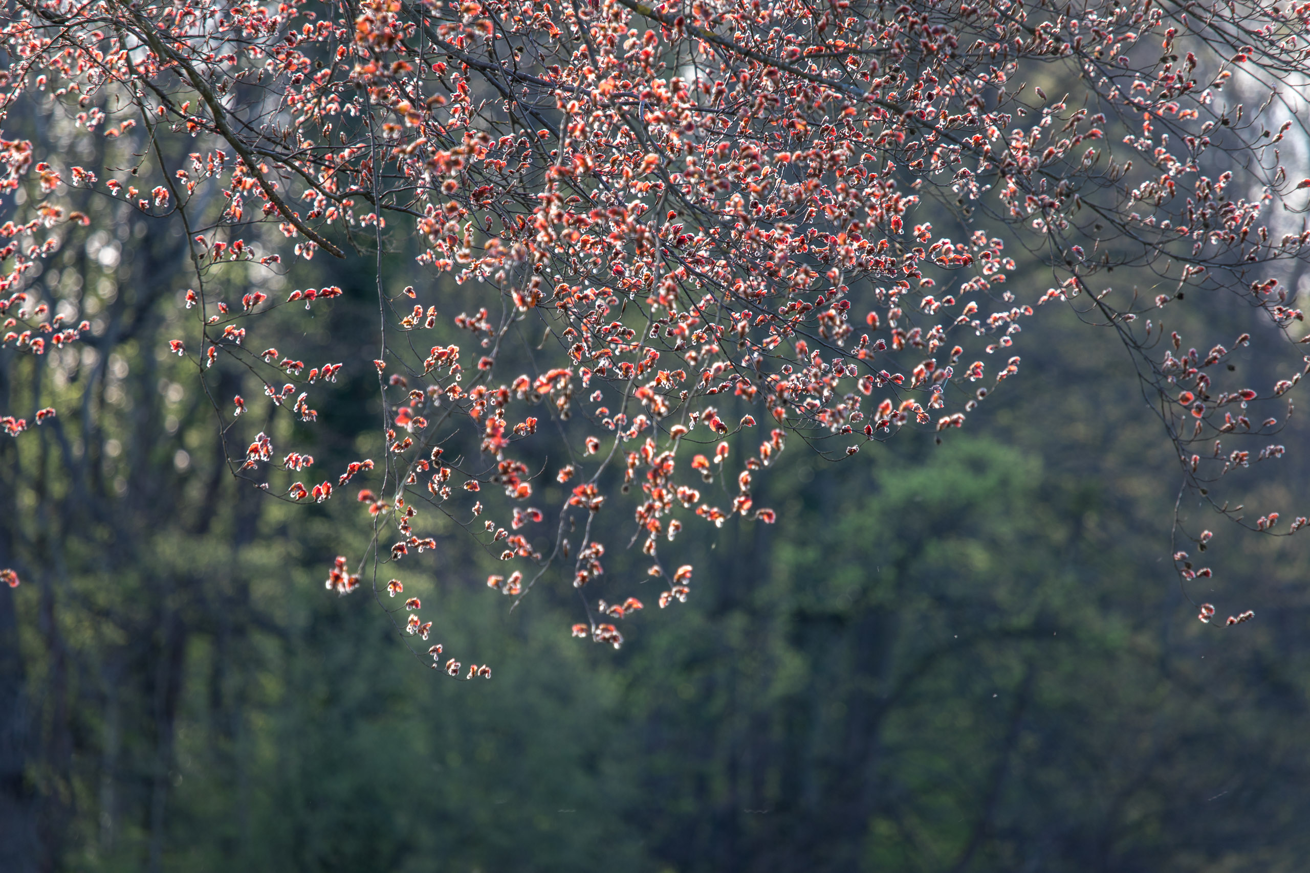 20180414185741 RD4 0641